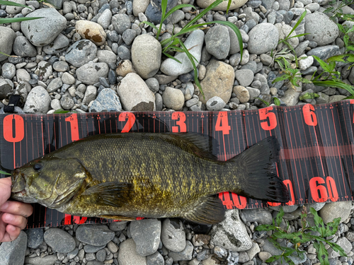 スモールマウスバスの釣果