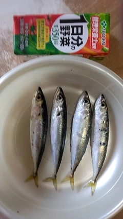 サバの釣果