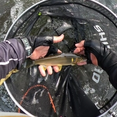 アユの釣果