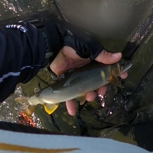 アユの釣果