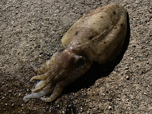 モンゴウイカの釣果