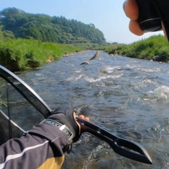 アユの釣果