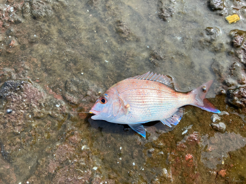 チャリコの釣果