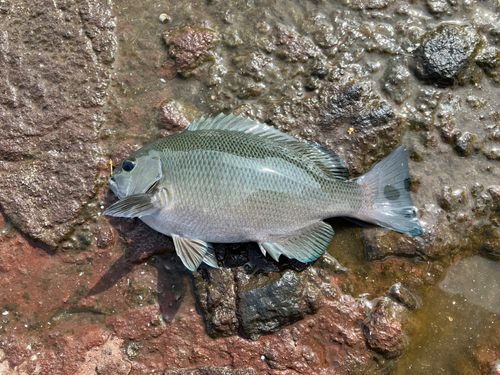 メジナの釣果