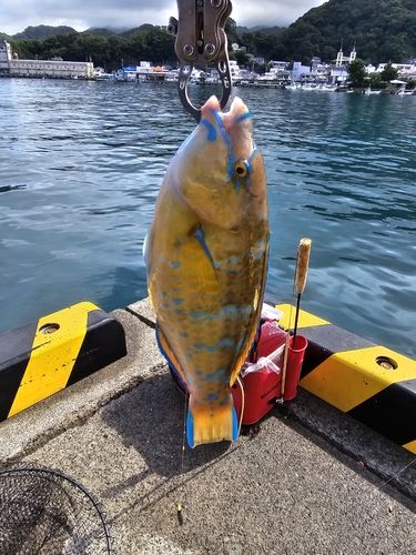 ヒブダイの釣果