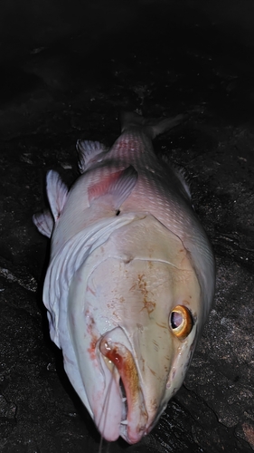 バラフエダイの釣果