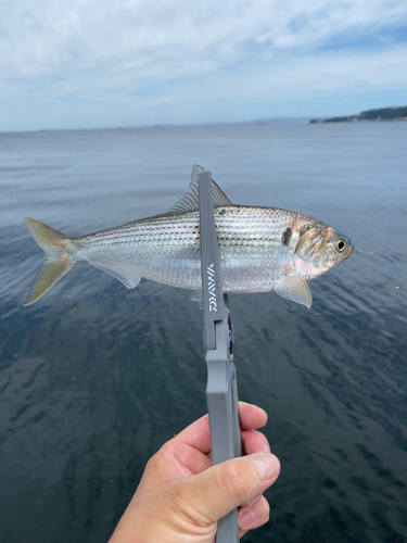 コノシロの釣果