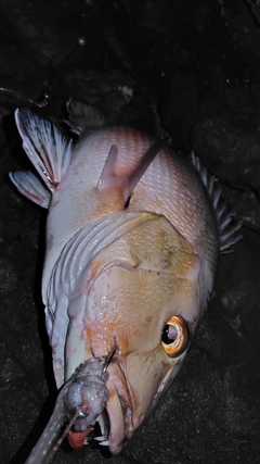 バラフエダイの釣果