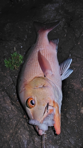 バラフエダイの釣果