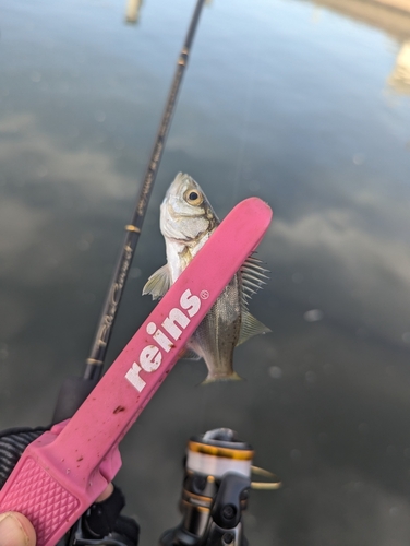 セイゴ（ヒラスズキ）の釣果