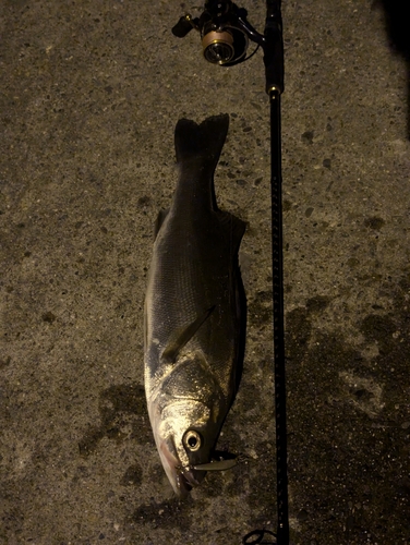 フッコ（マルスズキ）の釣果