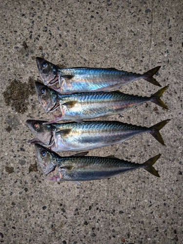 サバの釣果