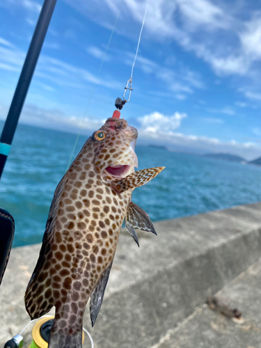 オオモンハタの釣果