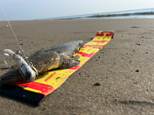 マゴチの釣果