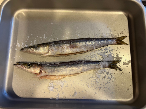 カマスの釣果