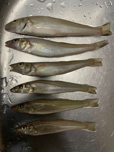 シロギスの釣果