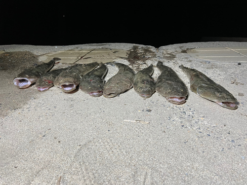 マゴチの釣果