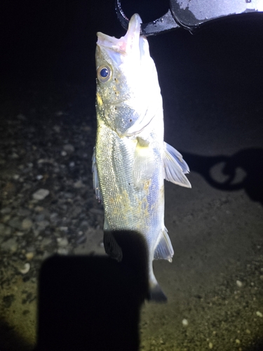 セイゴ（マルスズキ）の釣果