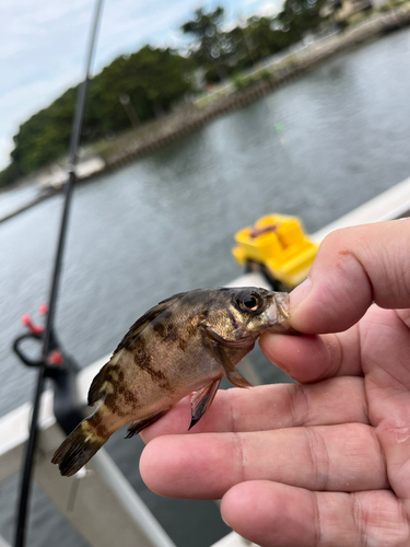 メバルの釣果