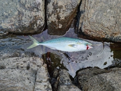 ハマチの釣果