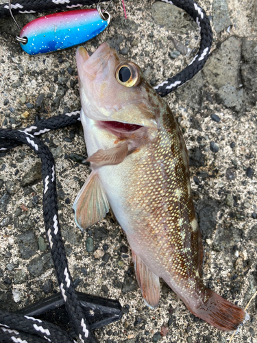 ガヤの釣果