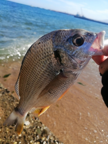 ベラの釣果