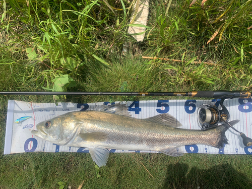 スズキの釣果