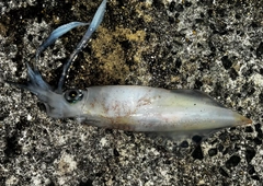 ケンサキイカの釣果