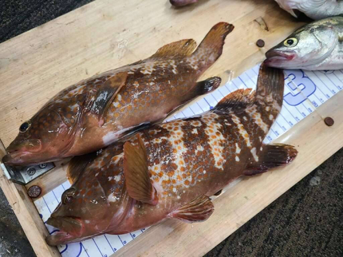 アコウの釣果