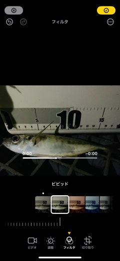 アジの釣果