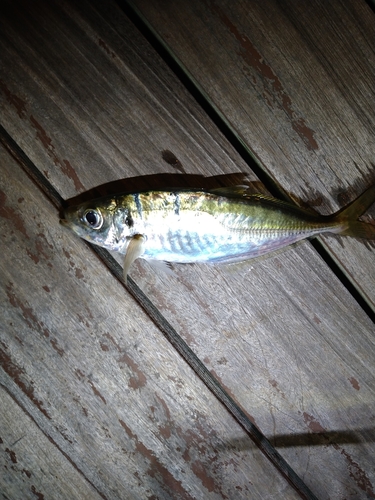 マアジの釣果