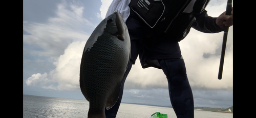 オナガグレの釣果