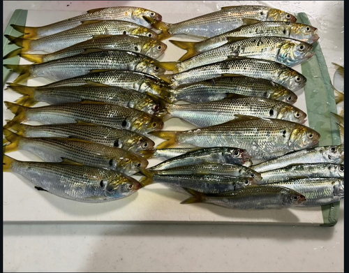 コノシロの釣果