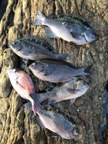 クチブトグレの釣果