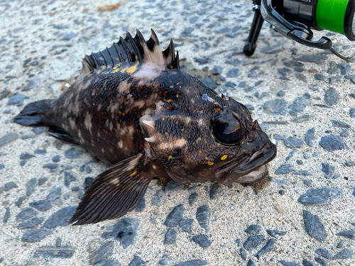 オウゴンムラソイの釣果