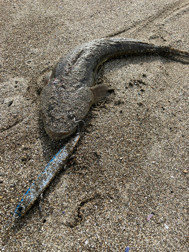 マゴチの釣果