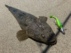 マゴチの釣果