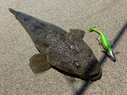 マゴチの釣果