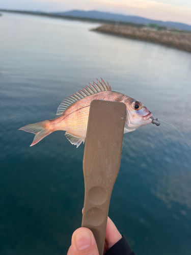 釣果