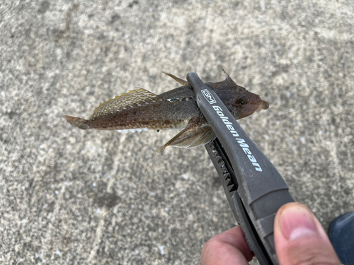 メゴチの釣果