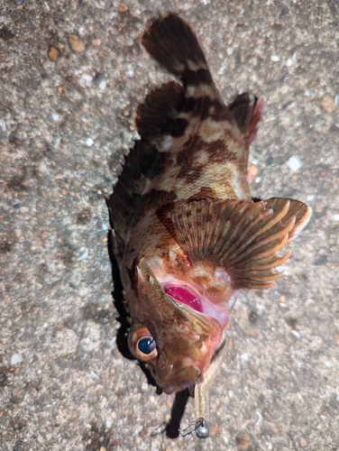 カサゴの釣果