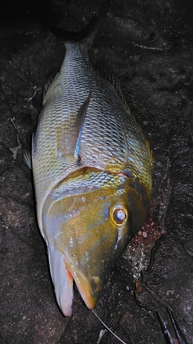 タマンの釣果