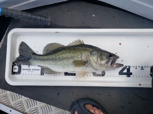 ラージマウスバスの釣果