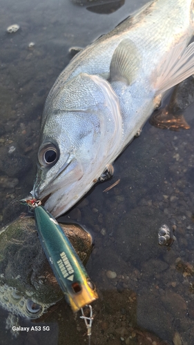 シーバスの釣果