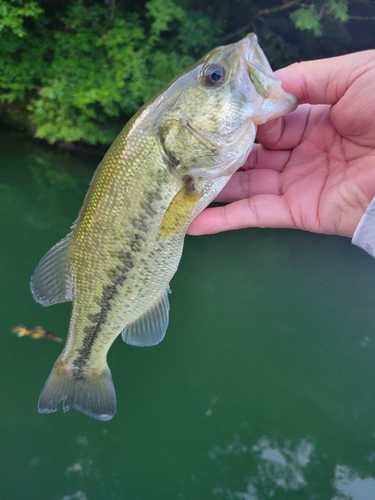 ラージマウスバスの釣果