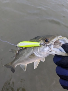 セイゴ（マルスズキ）の釣果