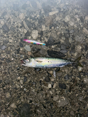 サバの釣果