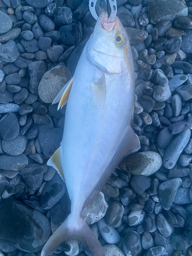 ショゴの釣果