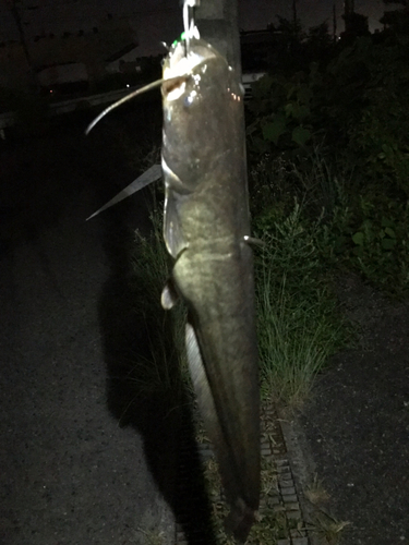 マナマズの釣果