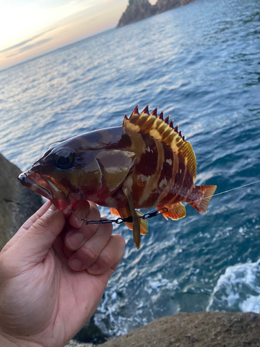 アカハタの釣果